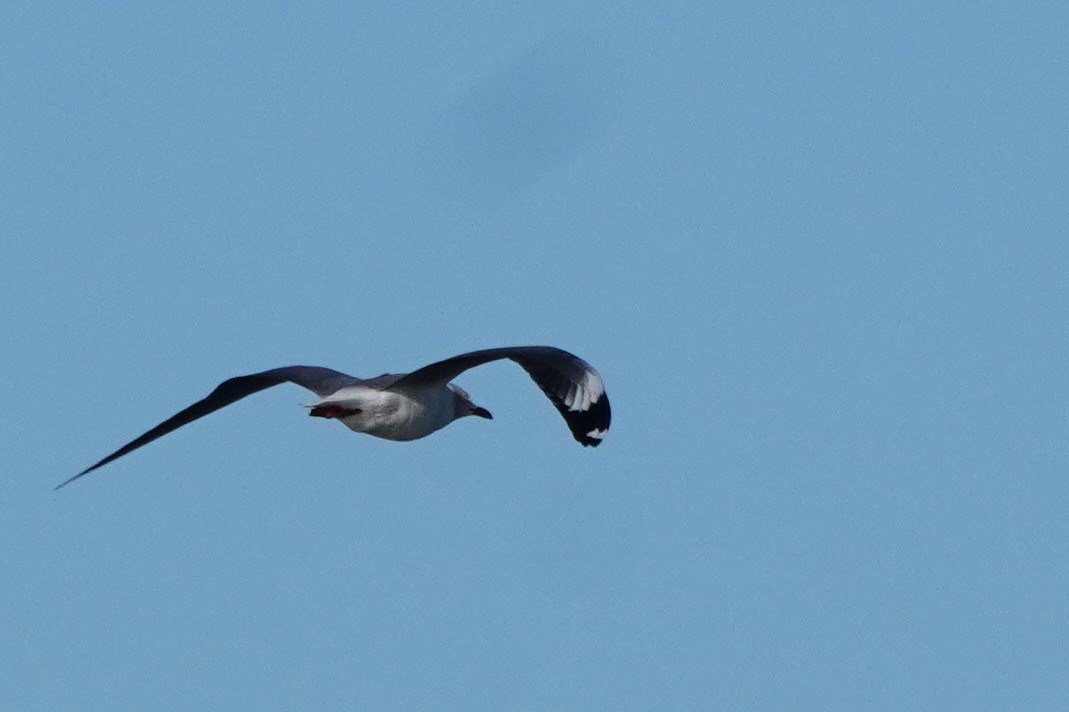 ズアオカモメ - ML644883162