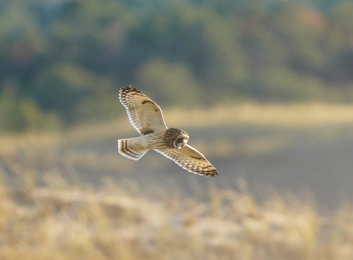 Gufo di palude - ML644883165