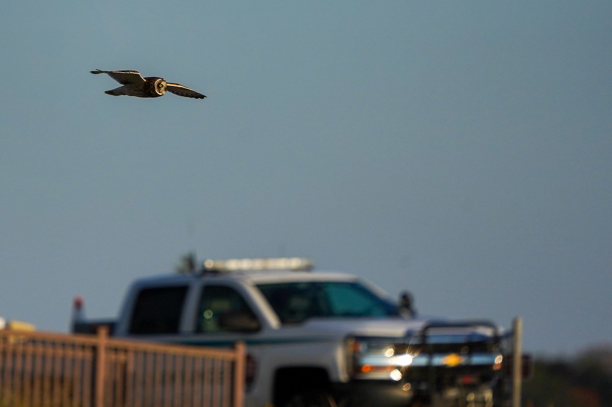 Gufo di palude - ML644883166