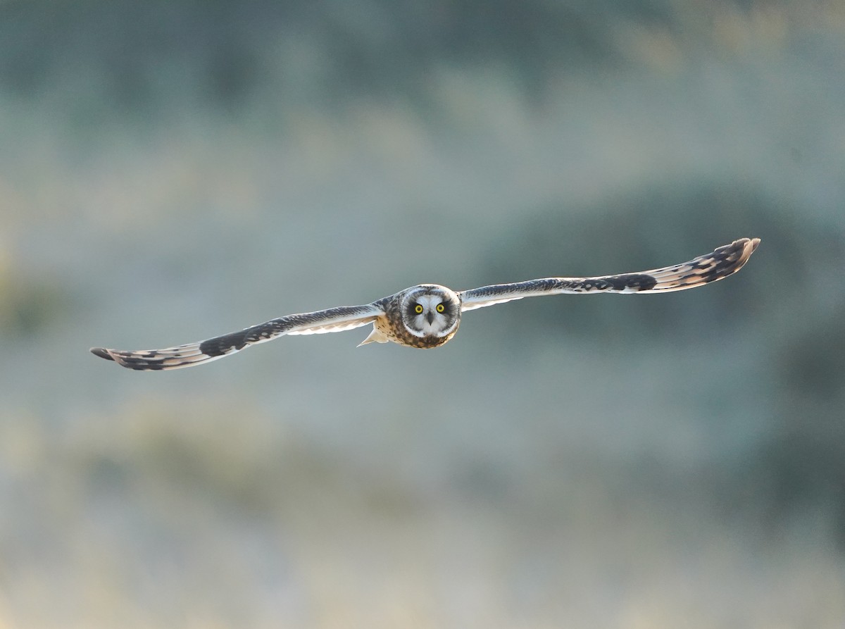 Gufo di palude - ML644883167