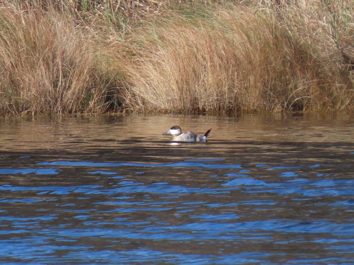 Ruddy Duck - ML644883168