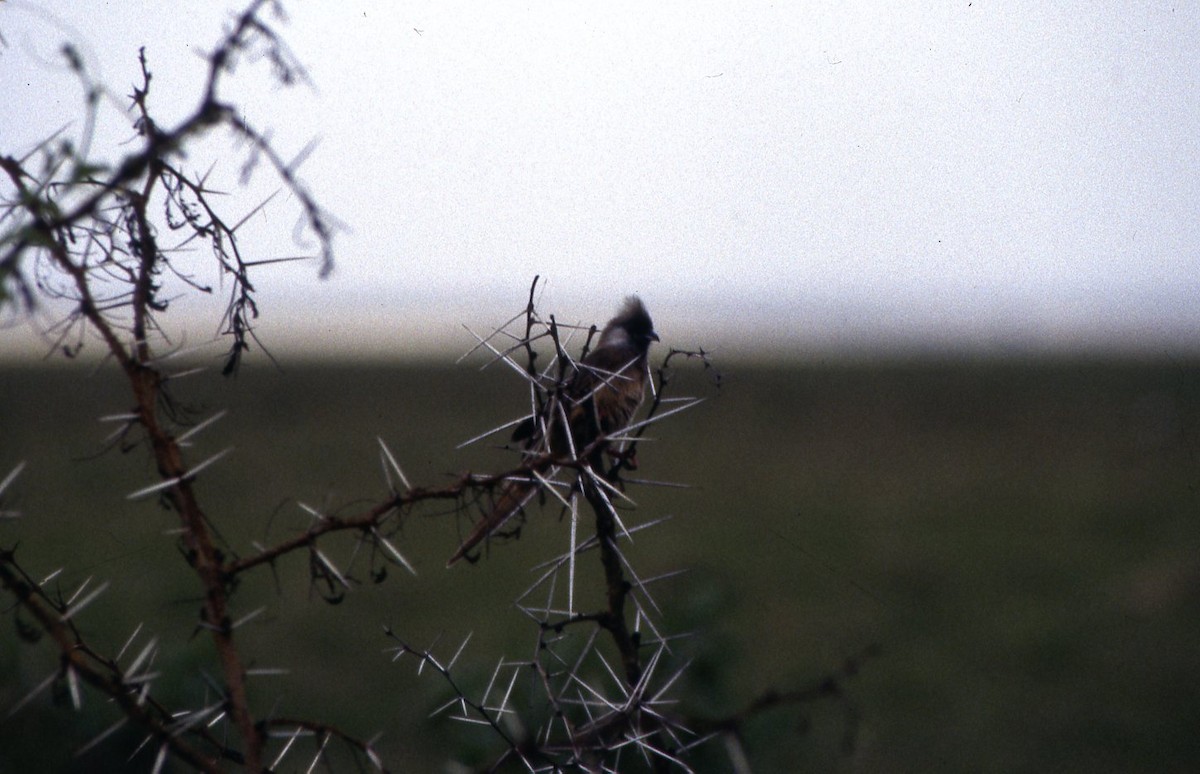 Speckled Mousebird - ML644883171