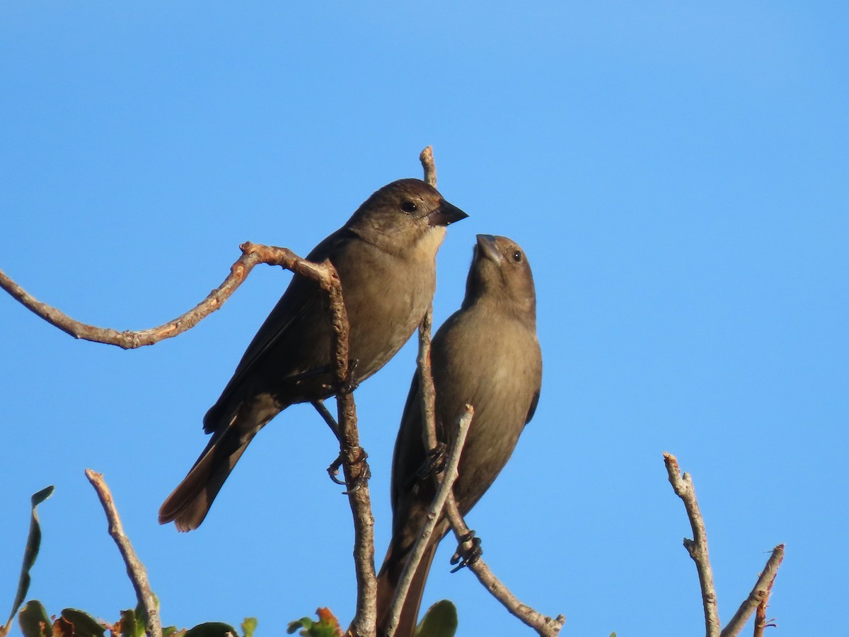Коровий трупиал, буроголовый желтушник - ML644883195