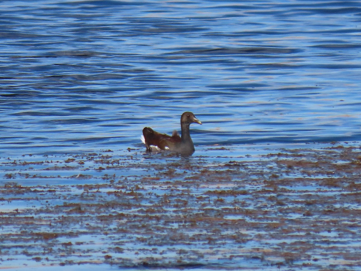 Common Gallinule - ML644883205