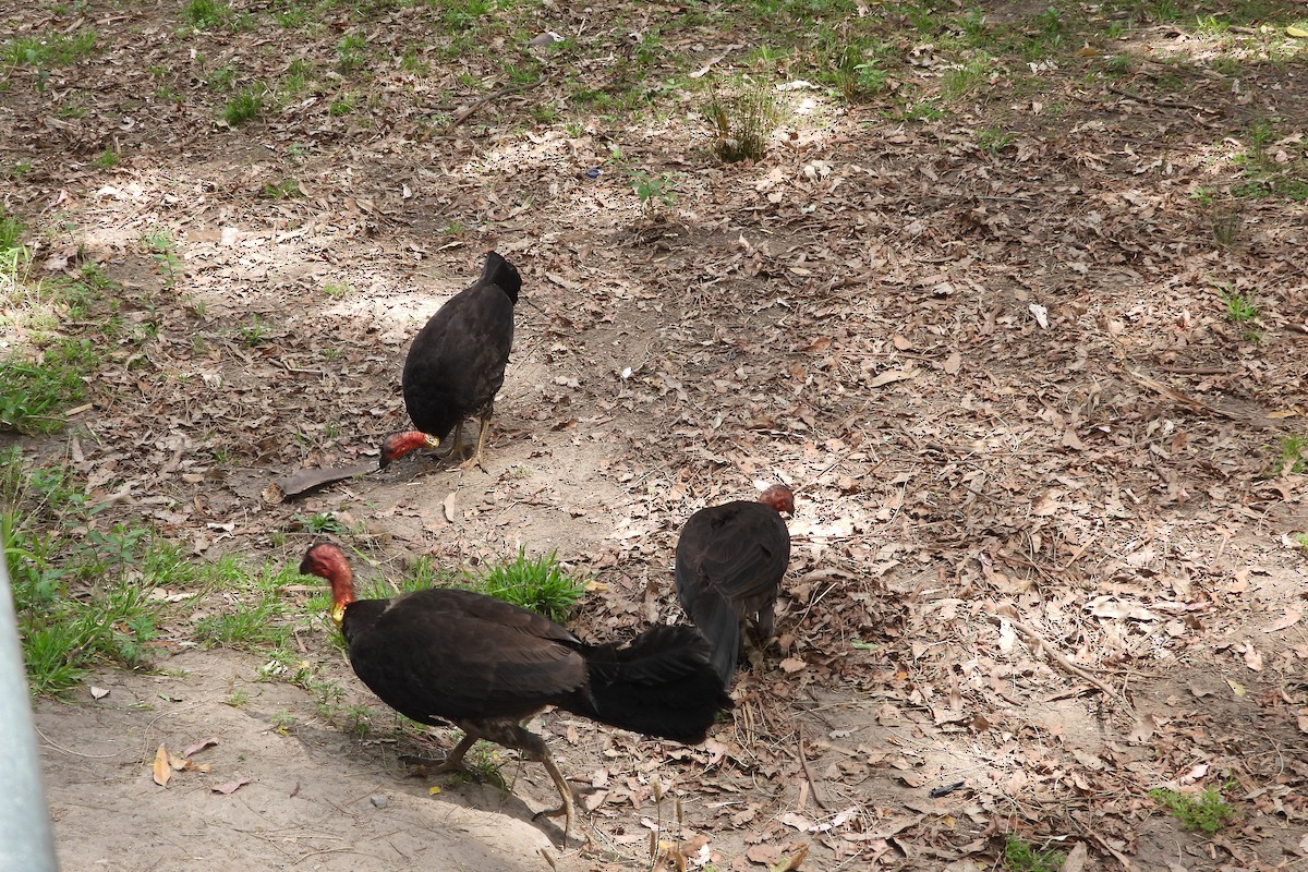 Australian Brushturkey - ML644883209