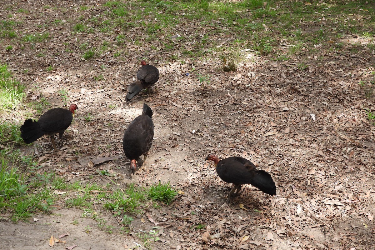Australian Brushturkey - ML644883210