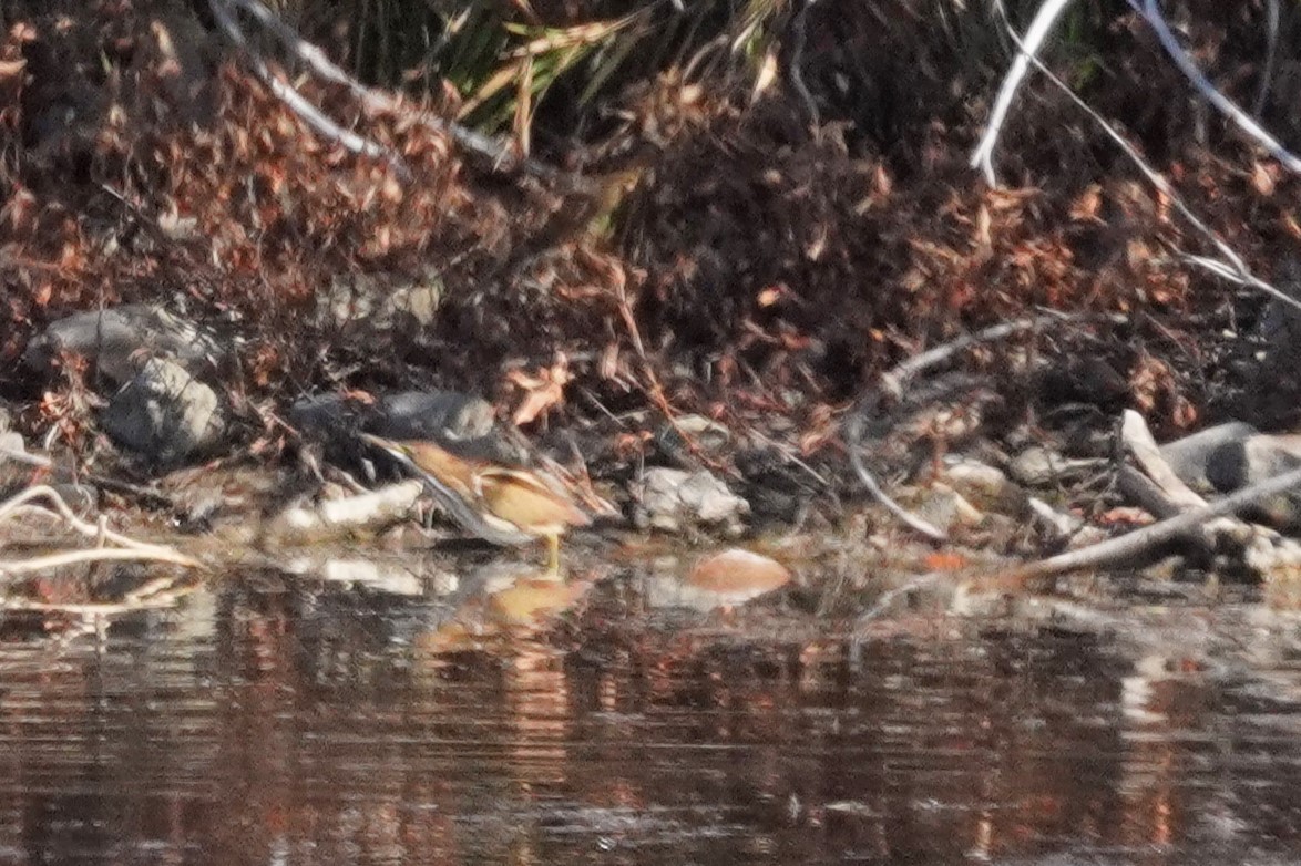 Petit Blongios - ML644883216