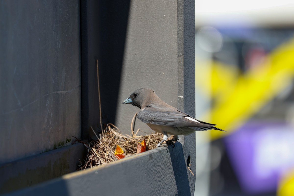 モリツバメ - ML644883230