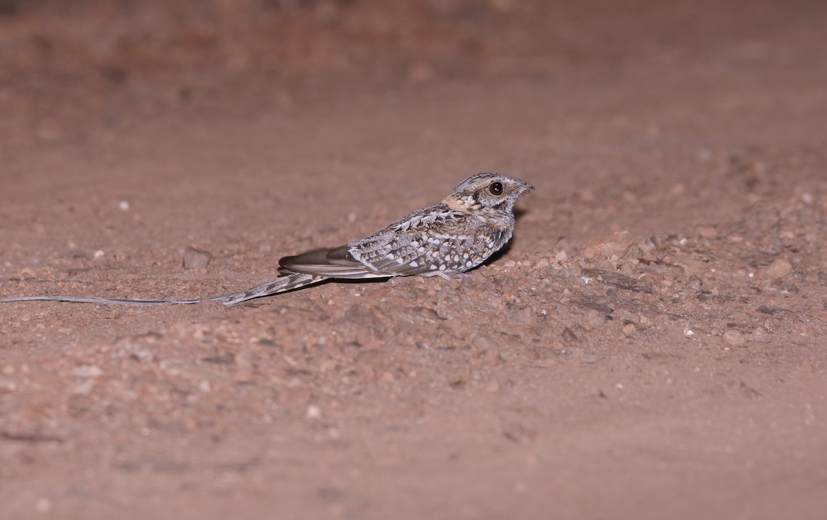 lelek nůžkoocasý - ML644883231