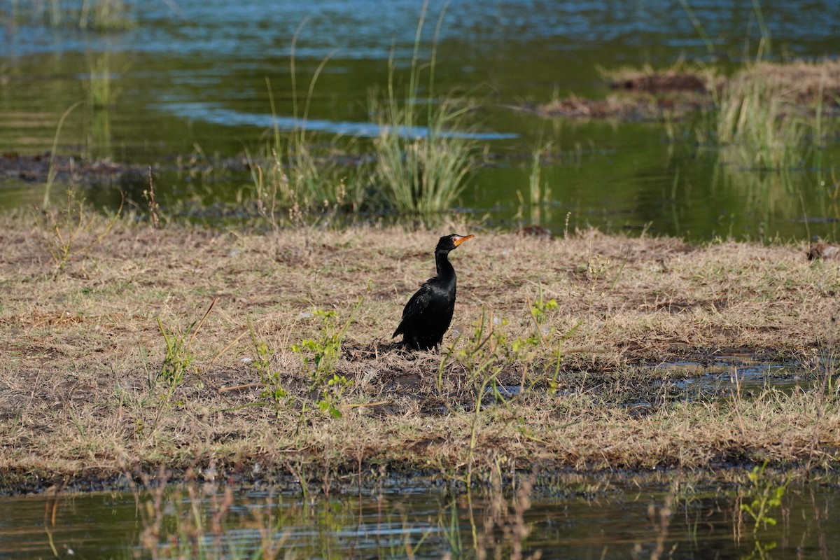 langstjertskarv - ML644883232