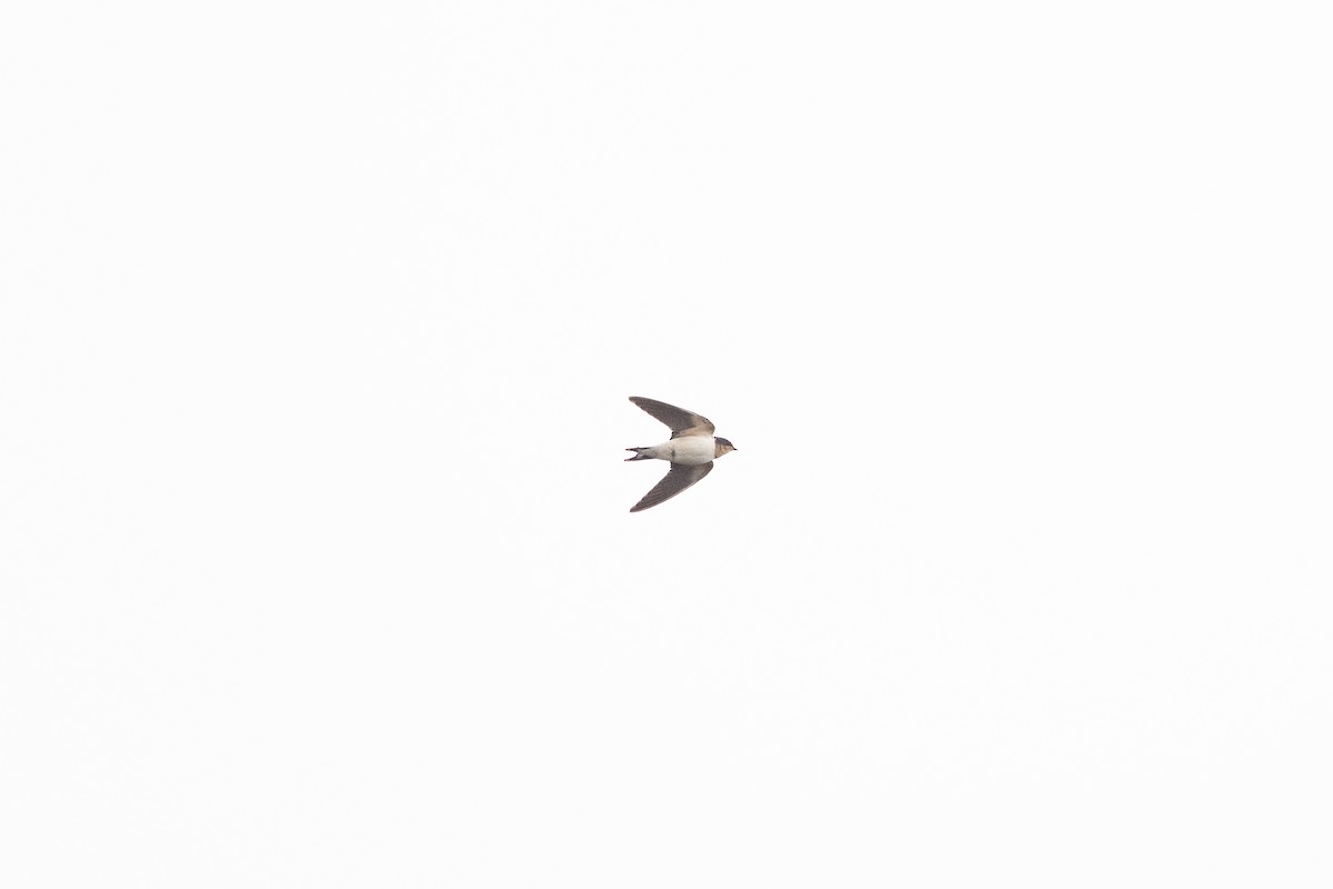 Ластівка сільська - ML644883235