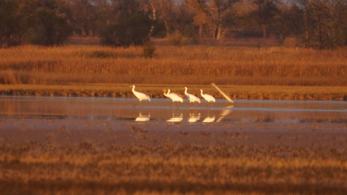 trompettrane - ML644883236