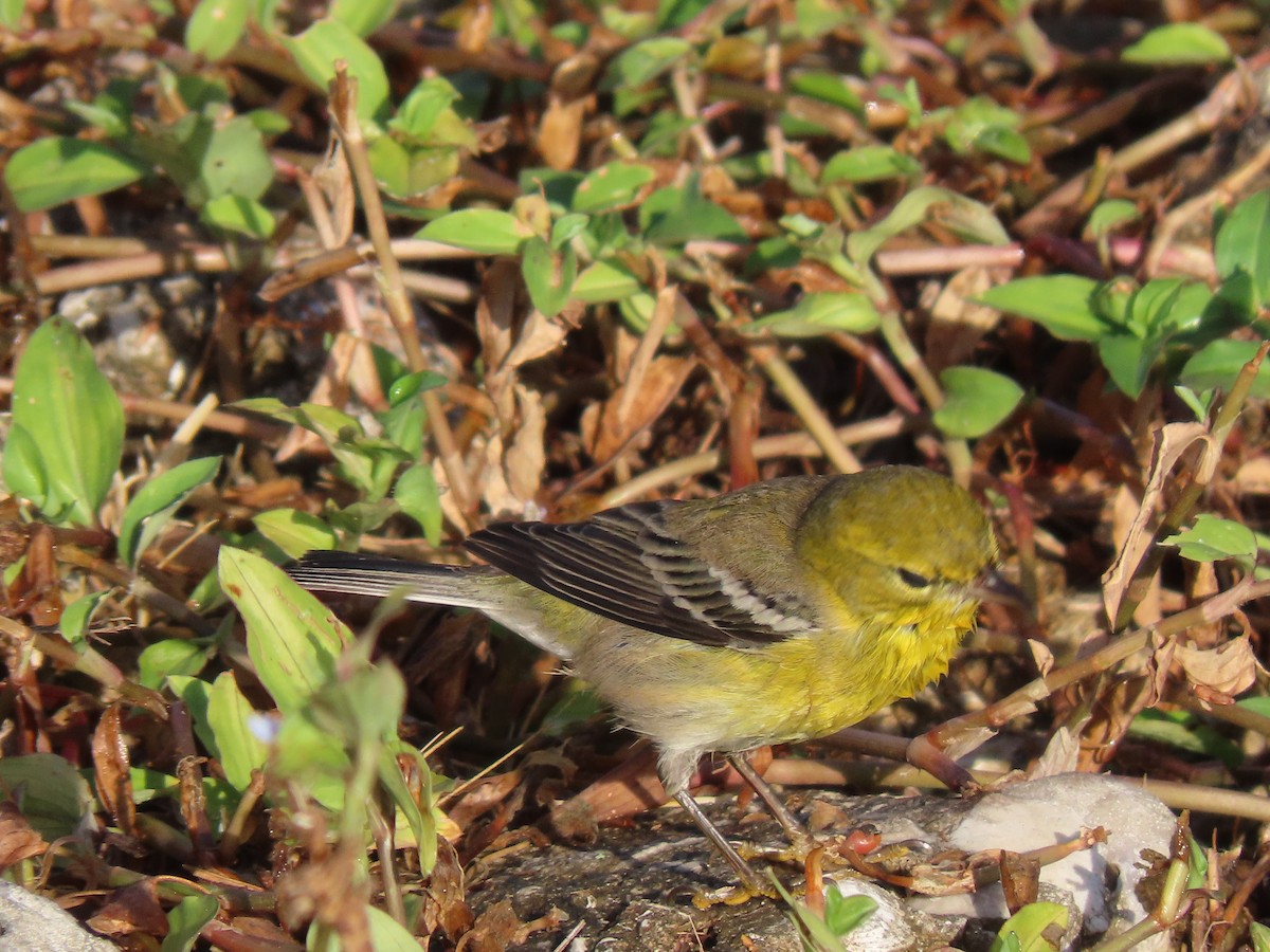Pine Warbler - ML644883238