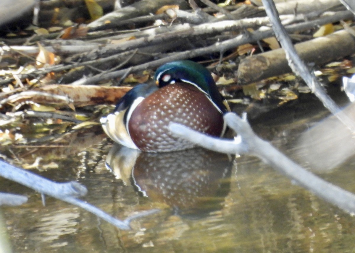 Ahate karolinarra - ML644883239