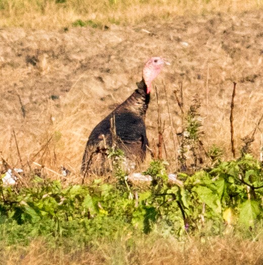 Guajolote Gallipavo - ML644883243