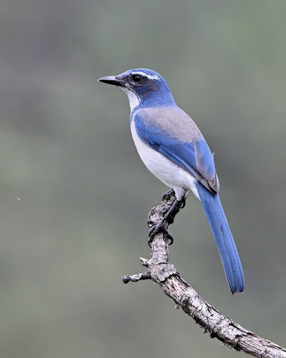 カリフォルニアカケス - ML644883247