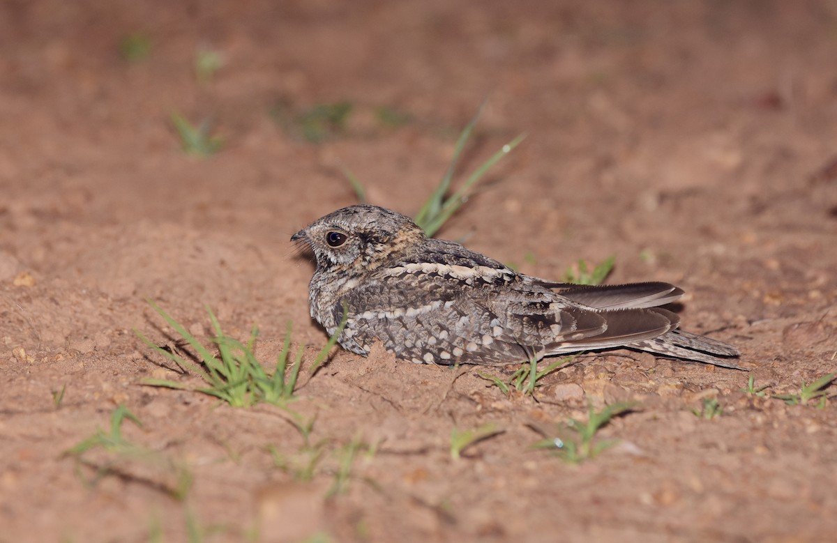 lelek nůžkoocasý - ML644883251