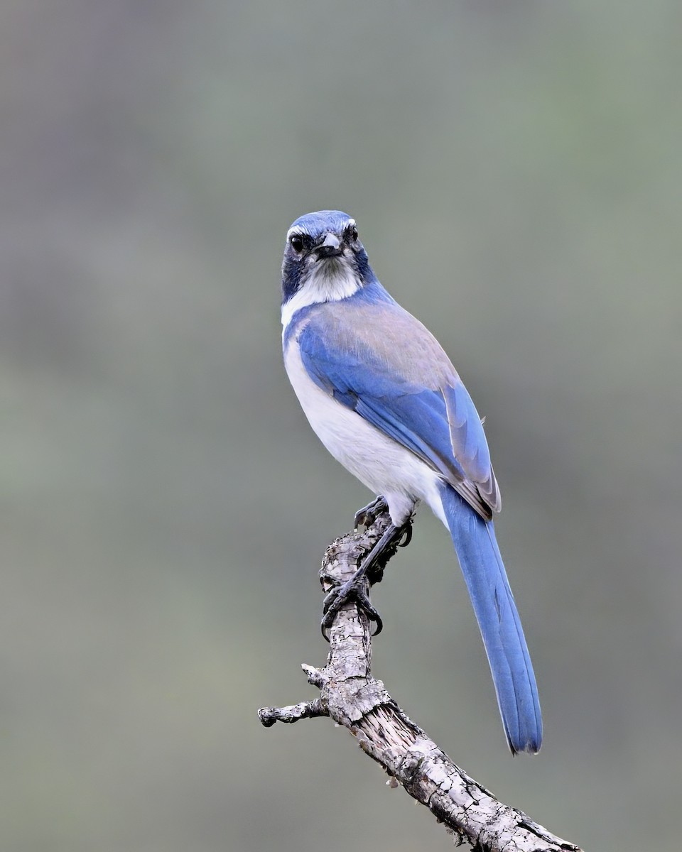 カリフォルニアカケス - ML644883253