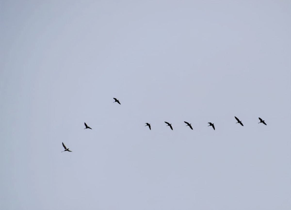 Tundra Swan - ML644883261