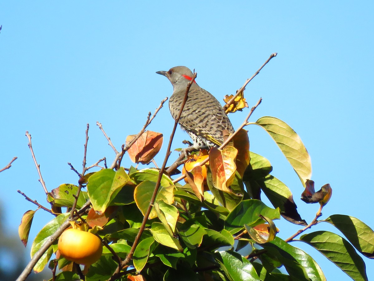ハシボソキツツキ（luteus ｘ cafer） - ML644883263