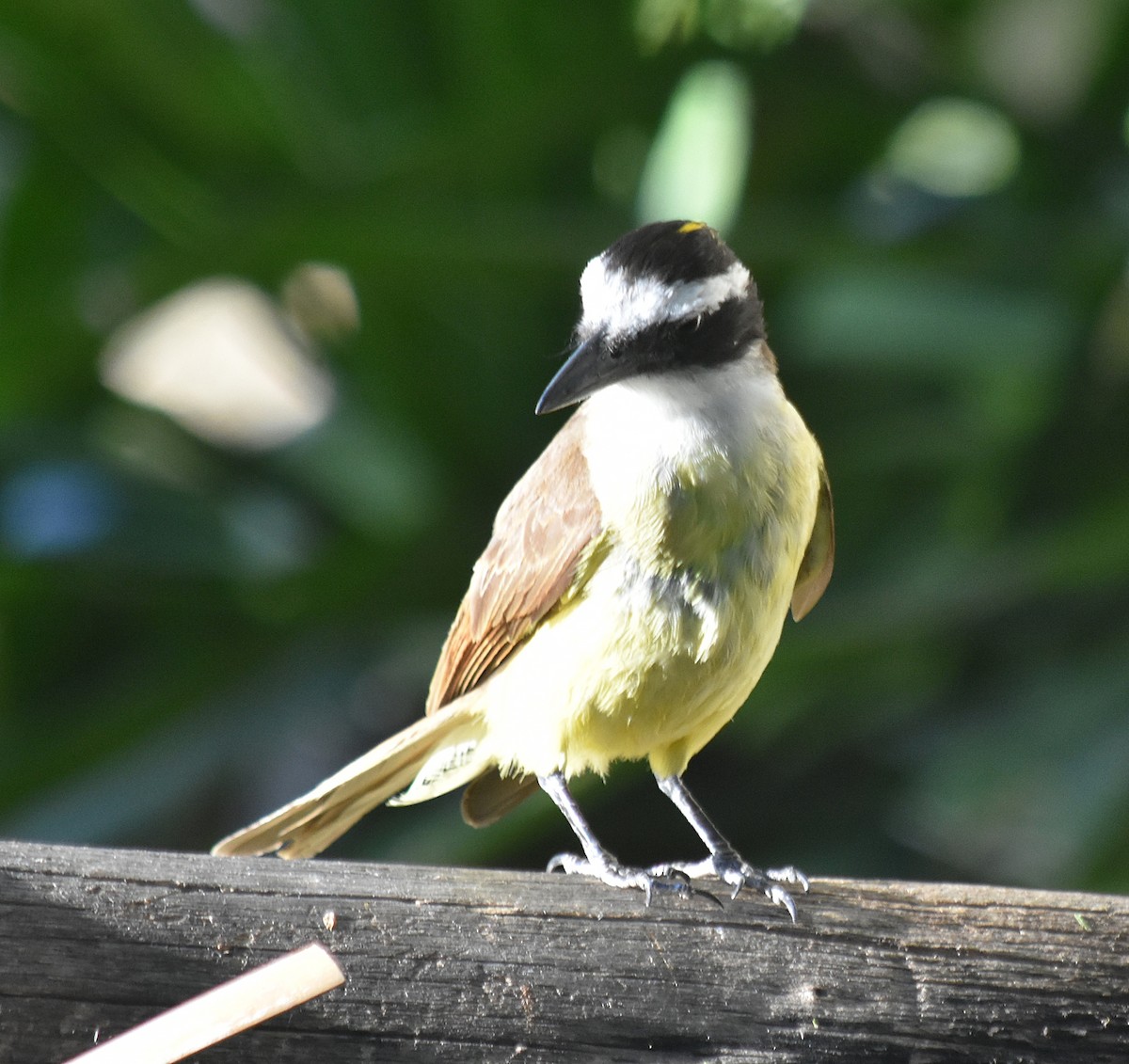 キバラオオタイランチョウ - ML644883267