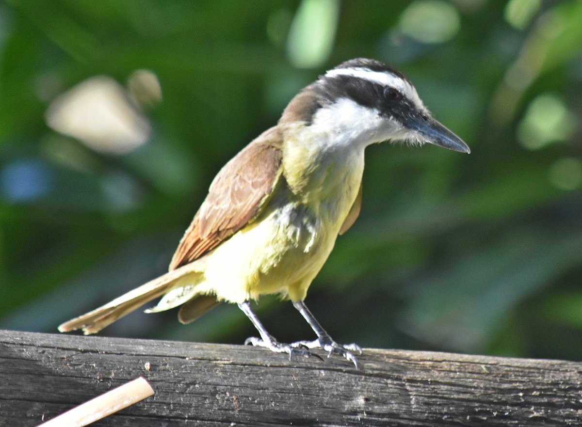 キバラオオタイランチョウ - ML644883268