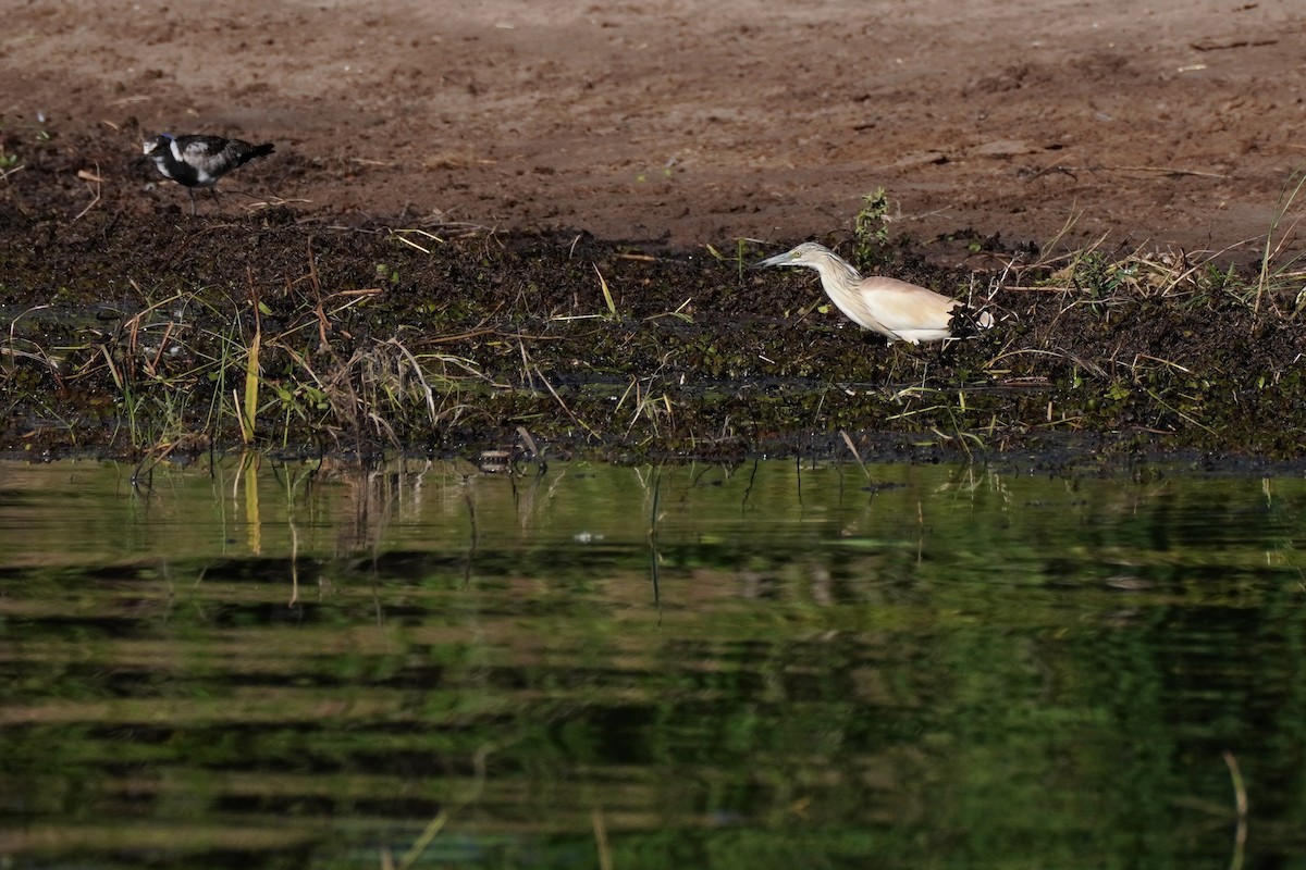 カンムリサギ - ML644883272