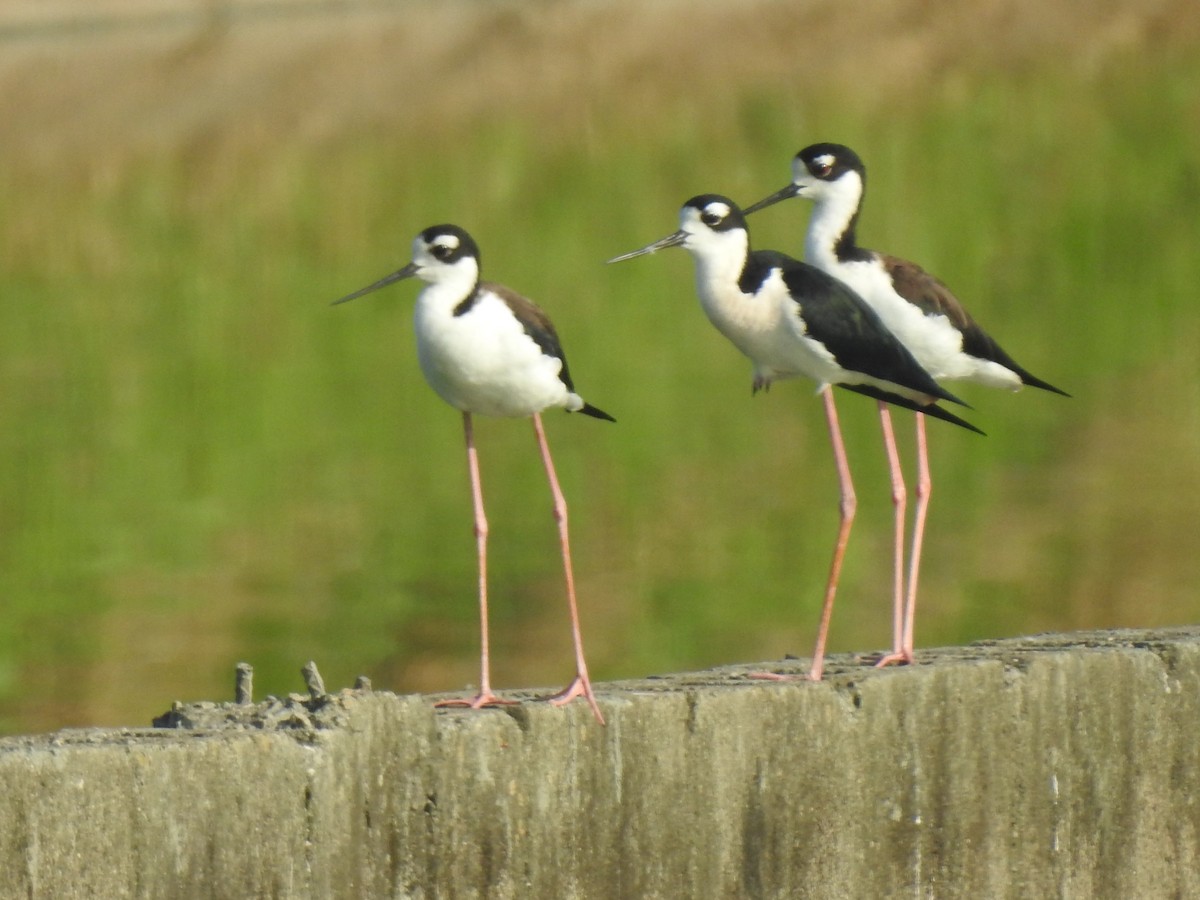 クロエリセイタカシギ - ML644883273