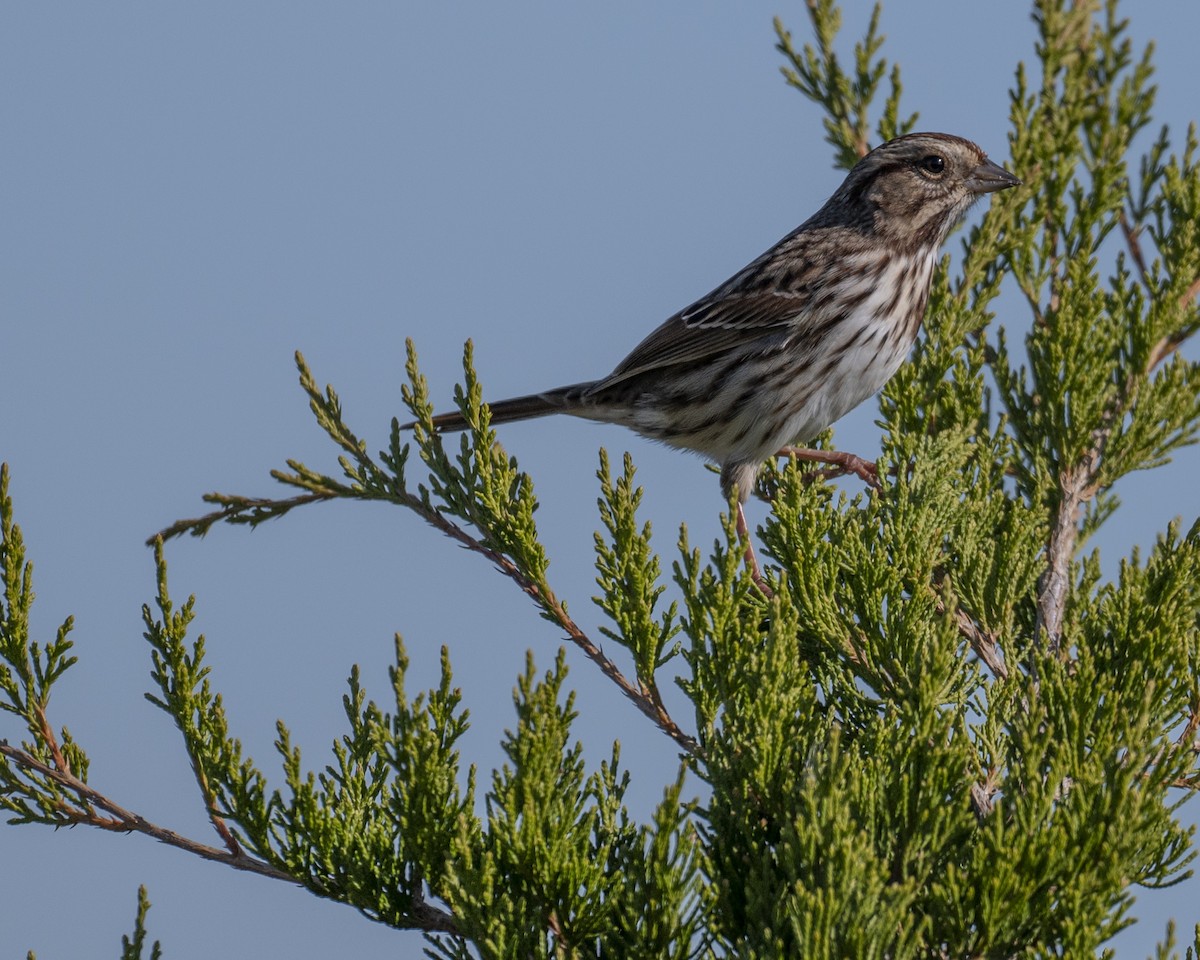 ウタスズメ - ML644883276