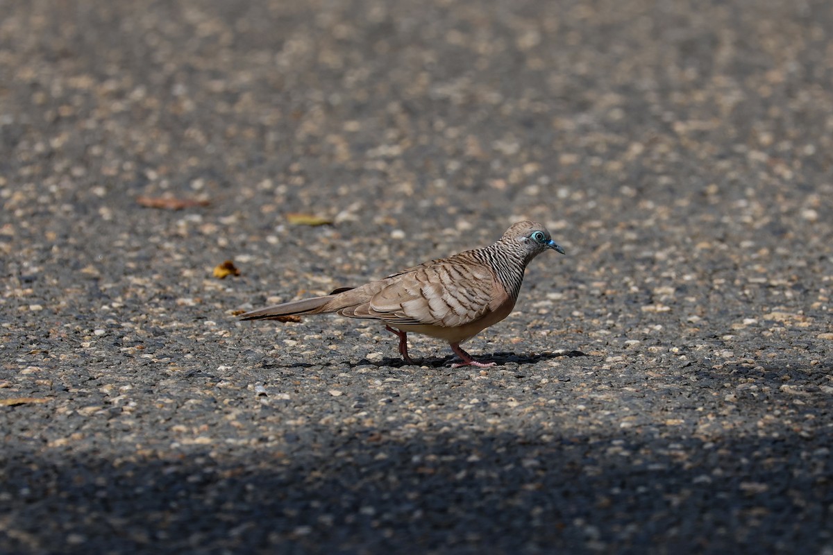 オーストラリアチョウショウバト - ML644883277