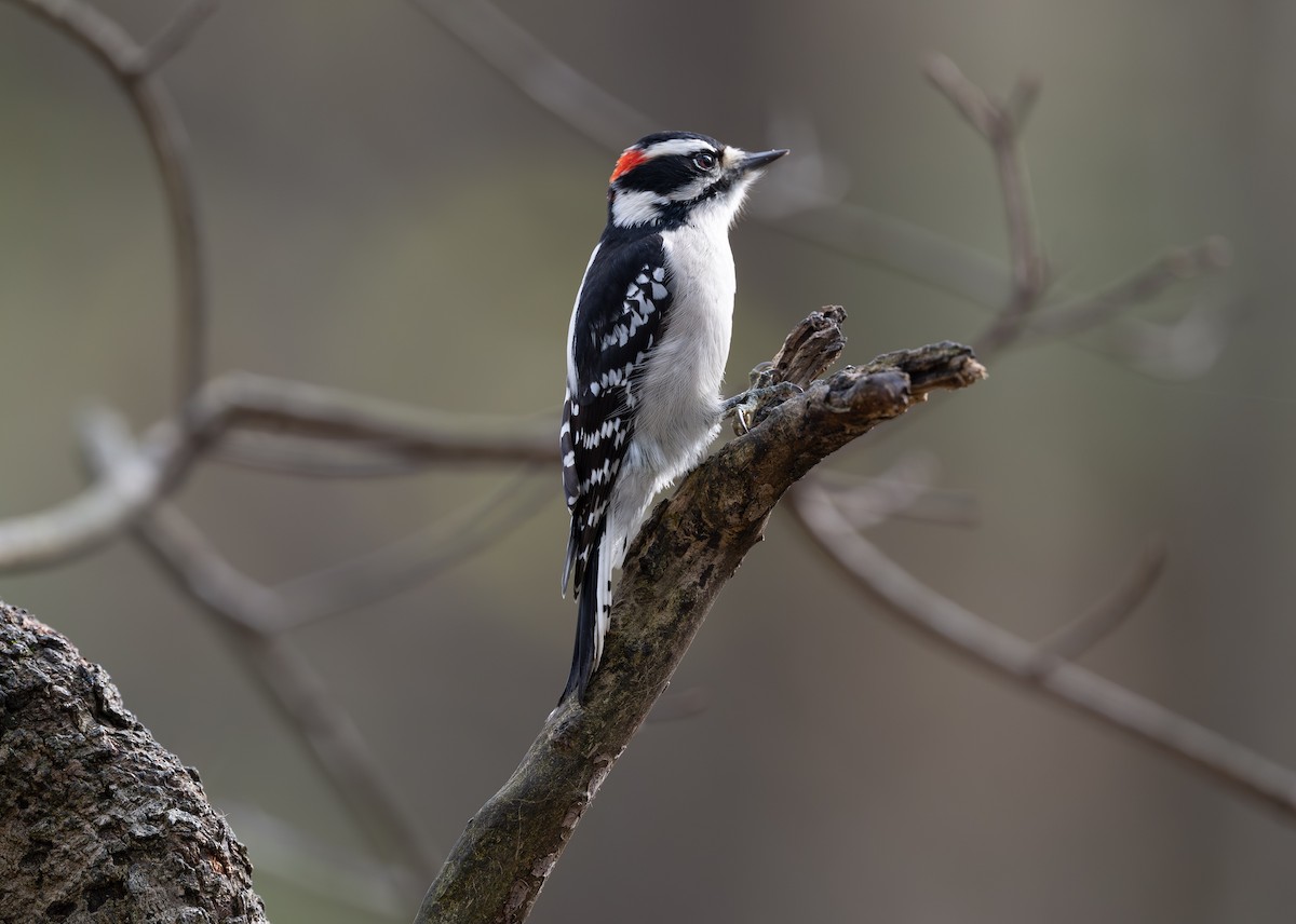 セジロコゲラ - ML644883279