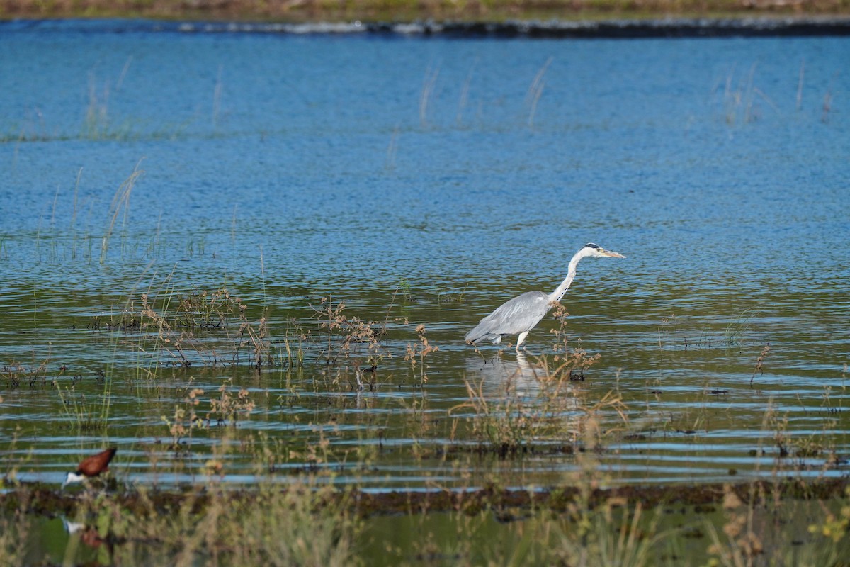 アオサギ - ML644883282