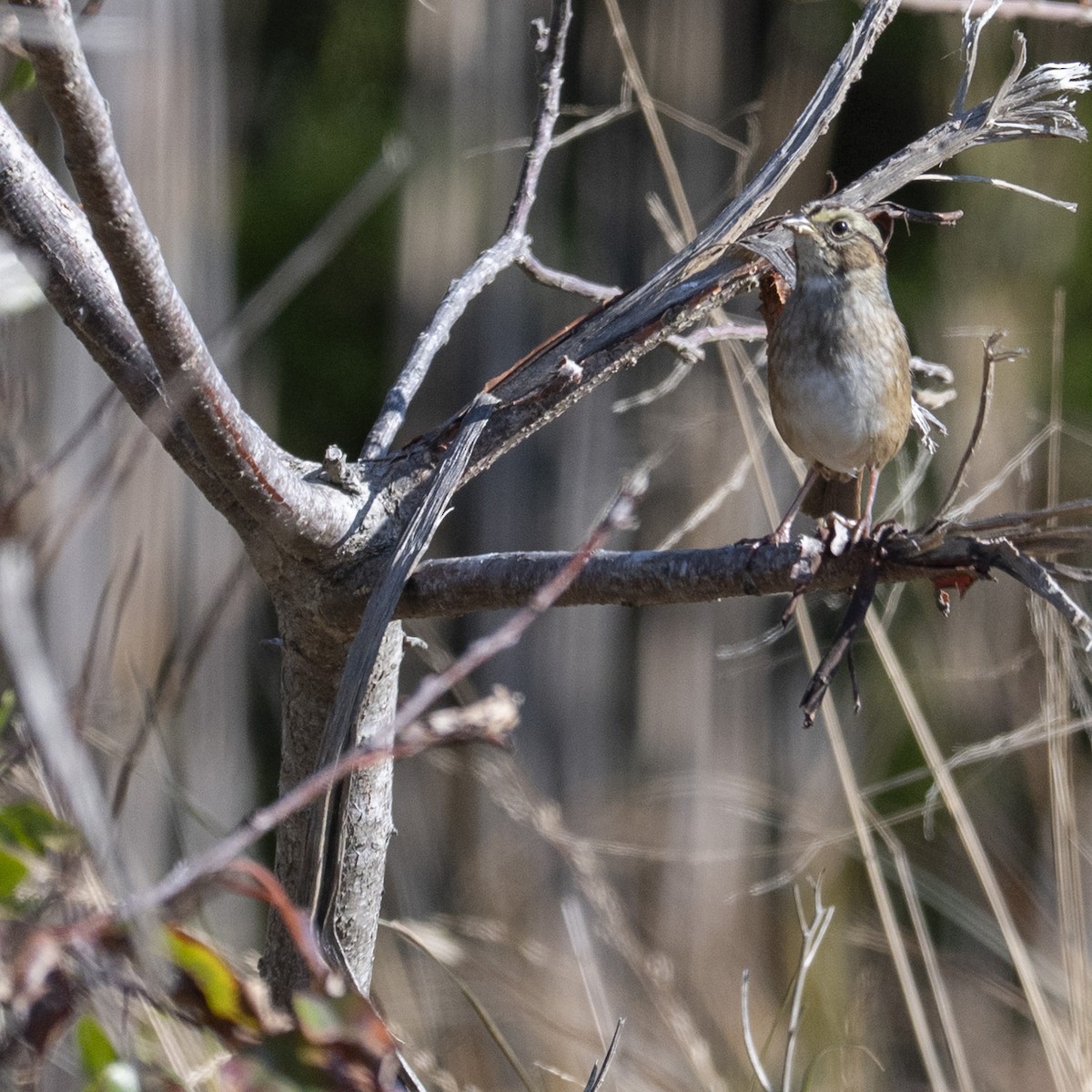 ヌマウタスズメ - ML644883283