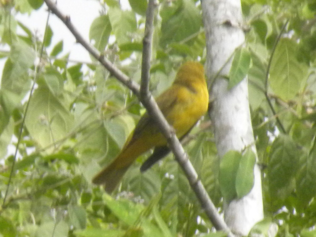 ナツフウキンチョウ - ML644883284