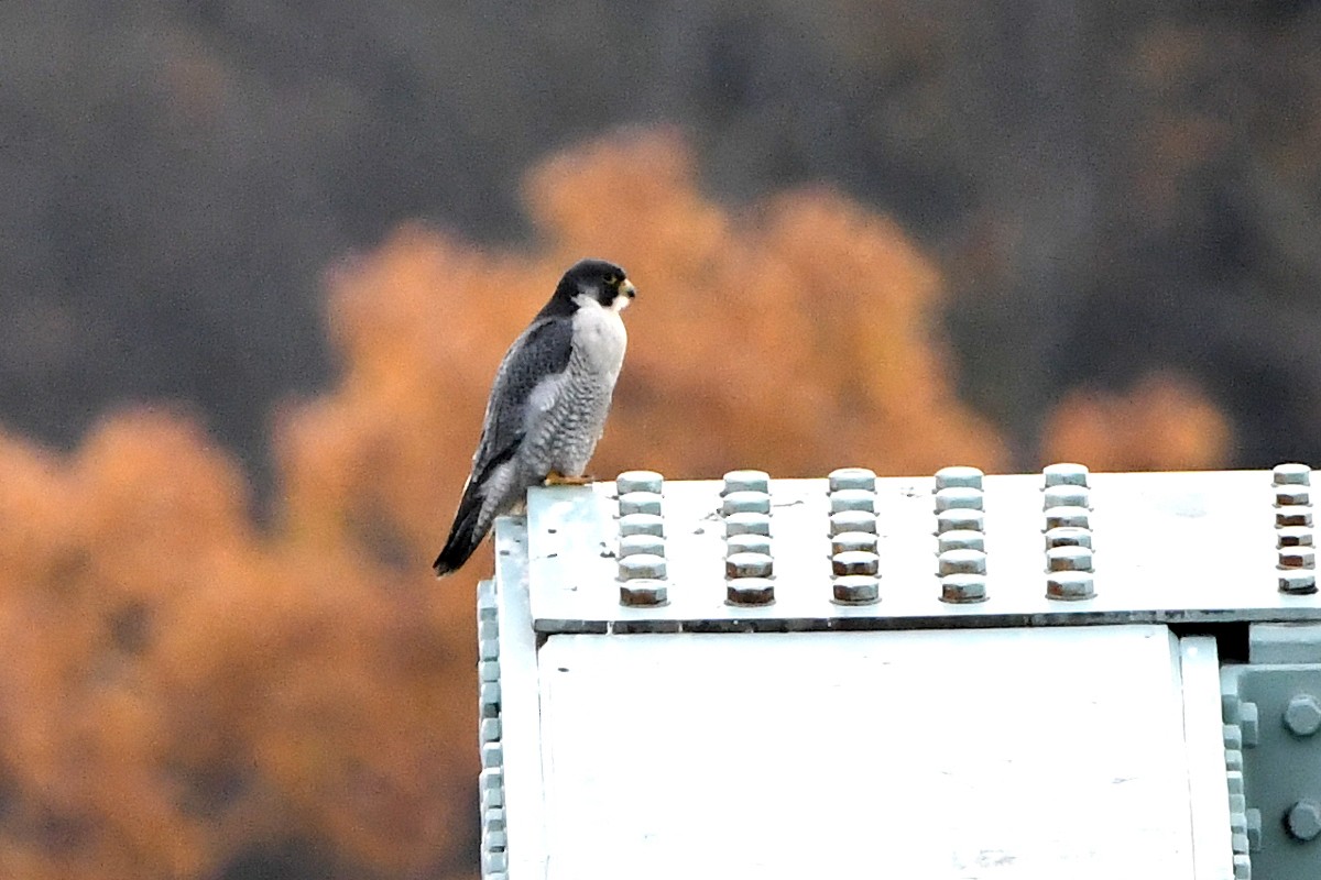 ハヤブサ - ML644883285