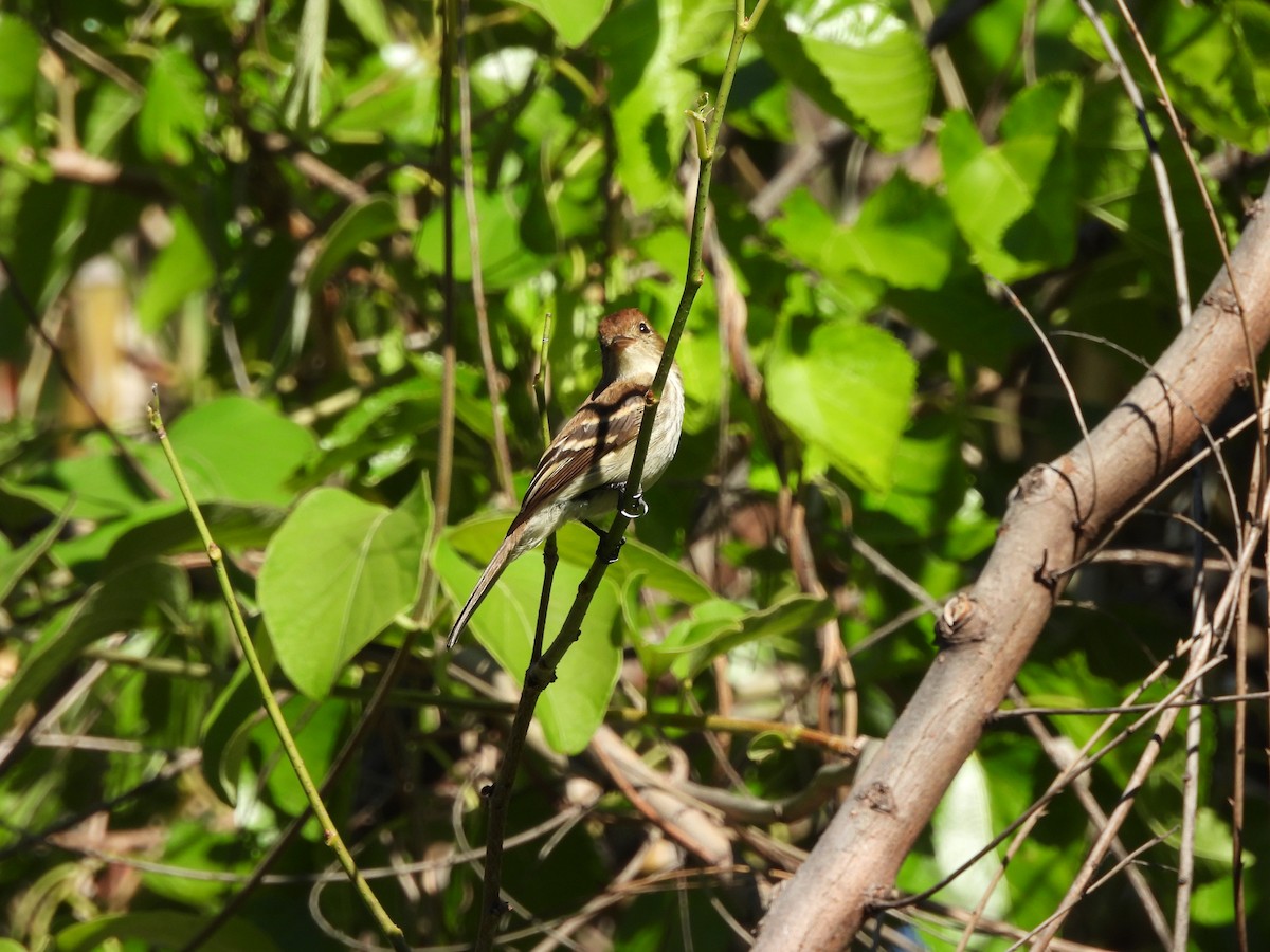 フタスジハエトリ - ML644883286