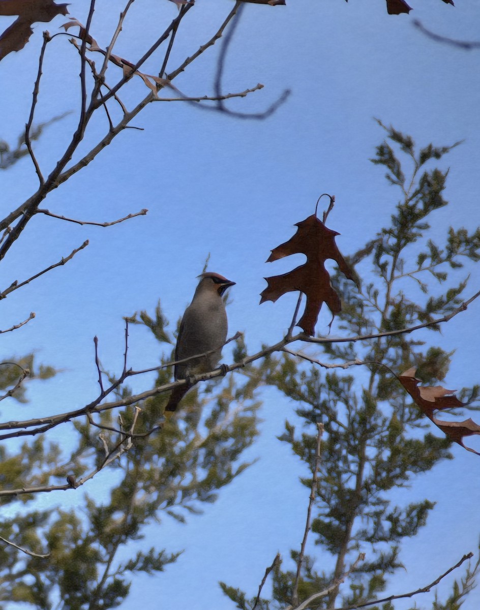 Bohemian Waxwing - ML644883288