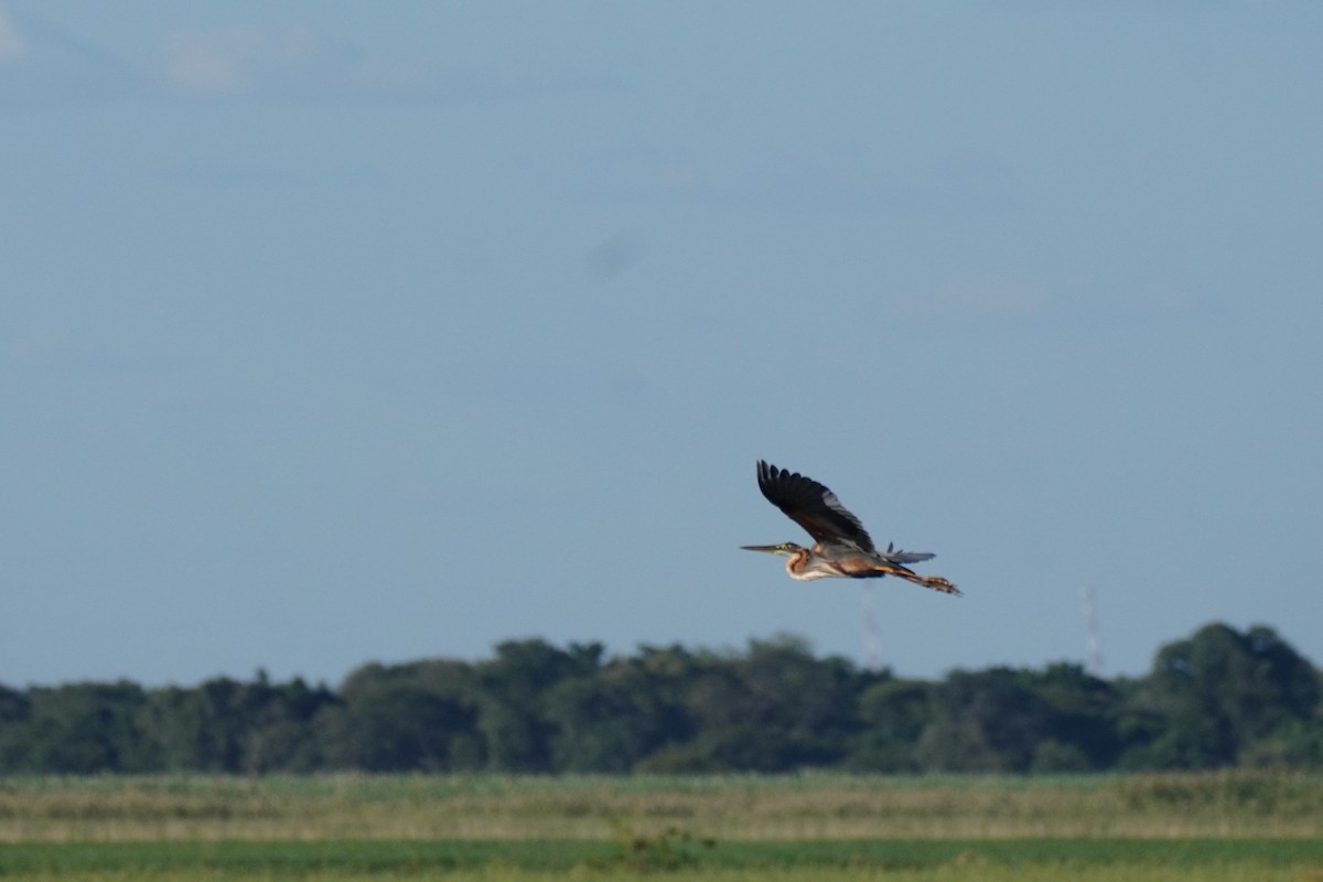 ムラサキサギ - ML644883289