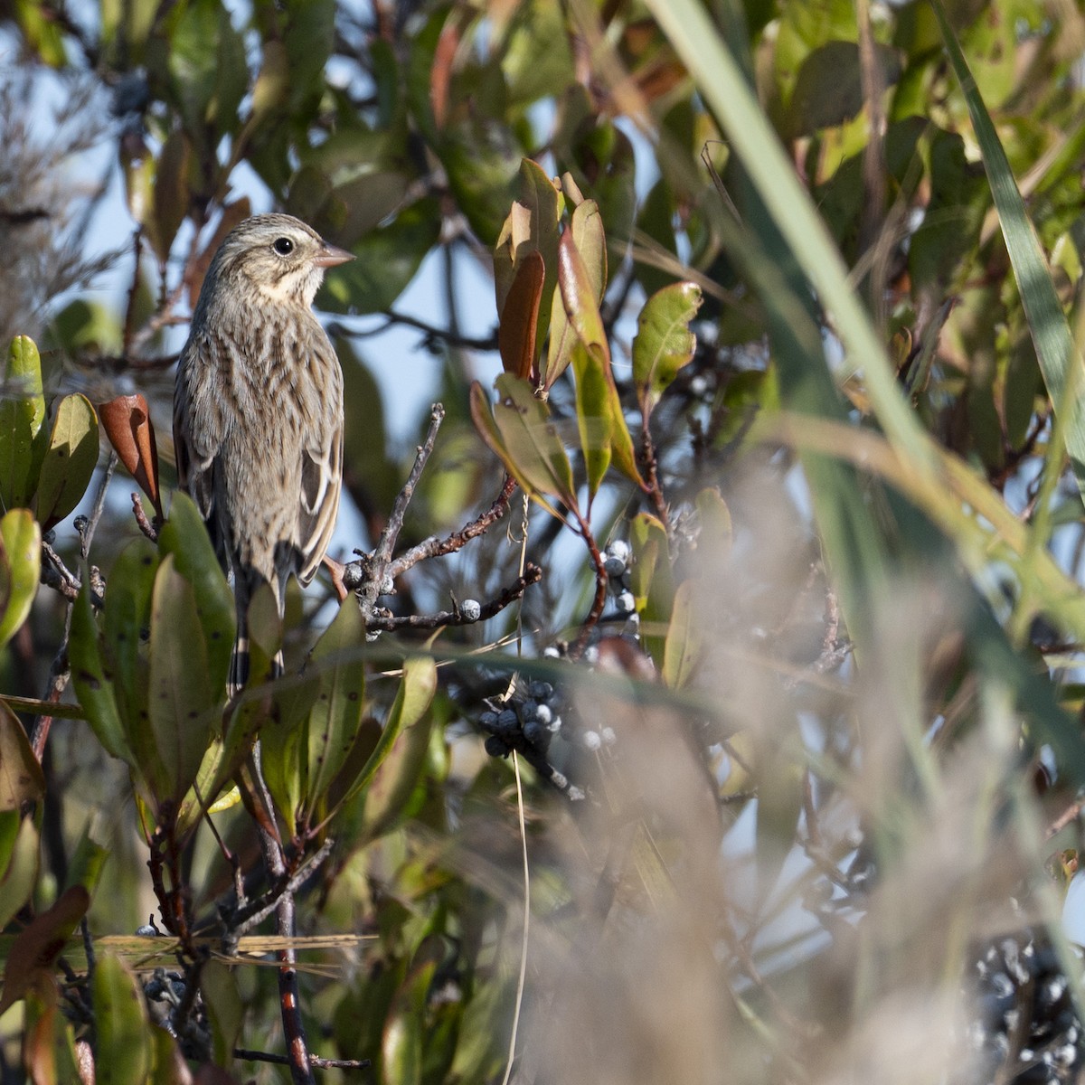 サバンナシトド（princeps） - ML644883290