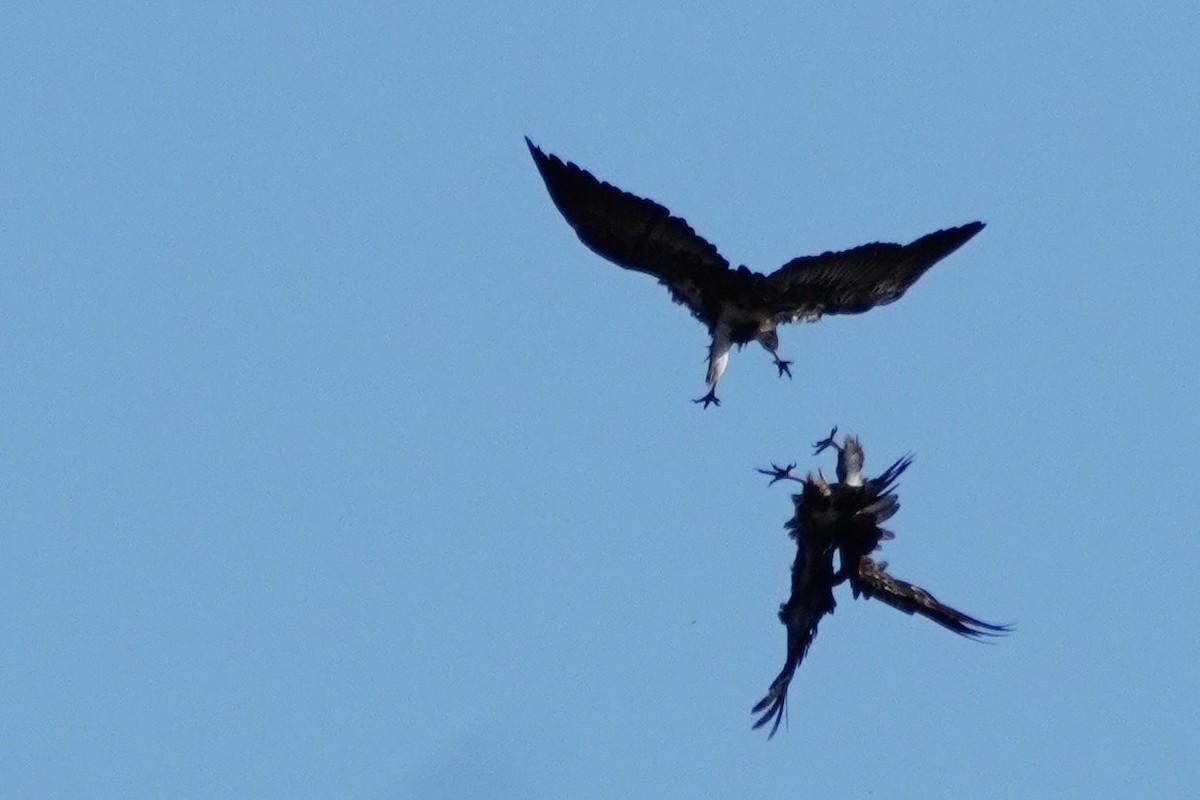 コシジロハゲワシ - ML644883293