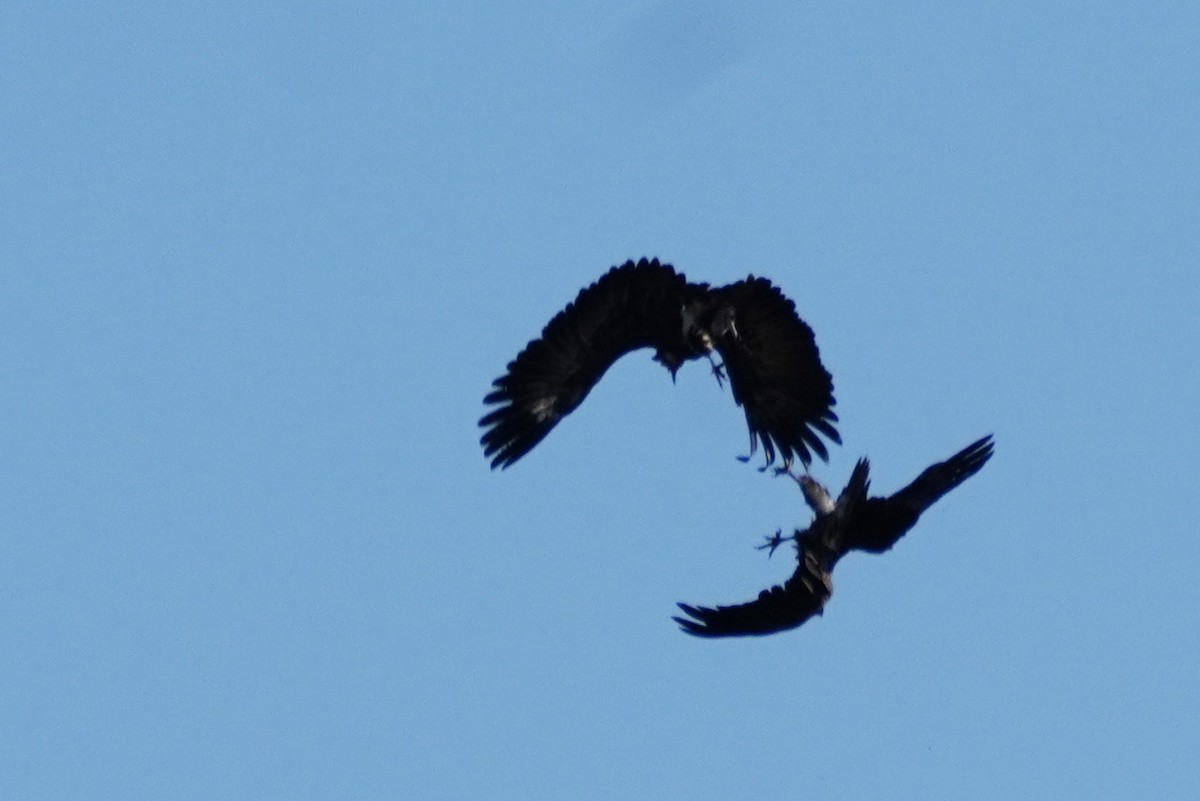 コシジロハゲワシ - ML644883294