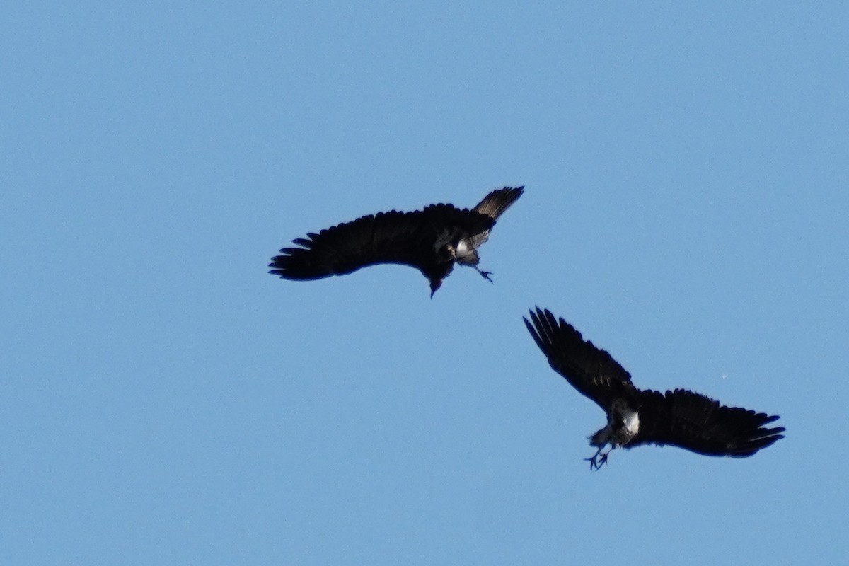 コシジロハゲワシ - ML644883295