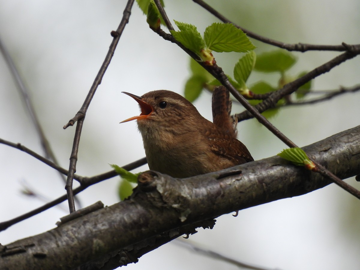 ミソサザイ - ML644883296