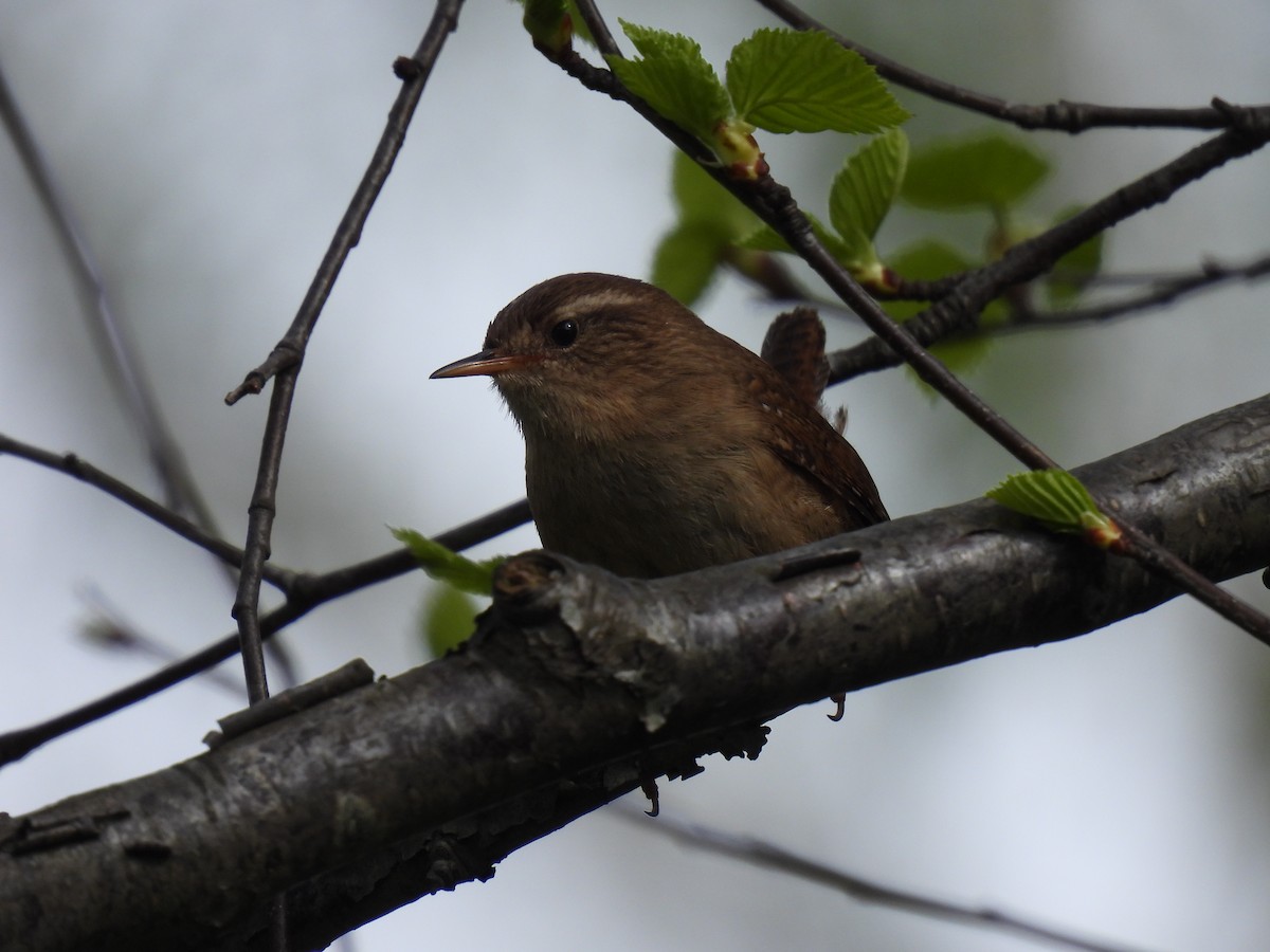 ミソサザイ - ML644883298