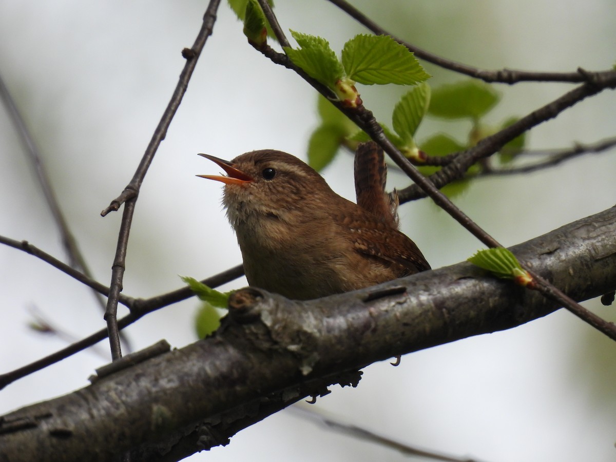 ミソサザイ - ML644883299