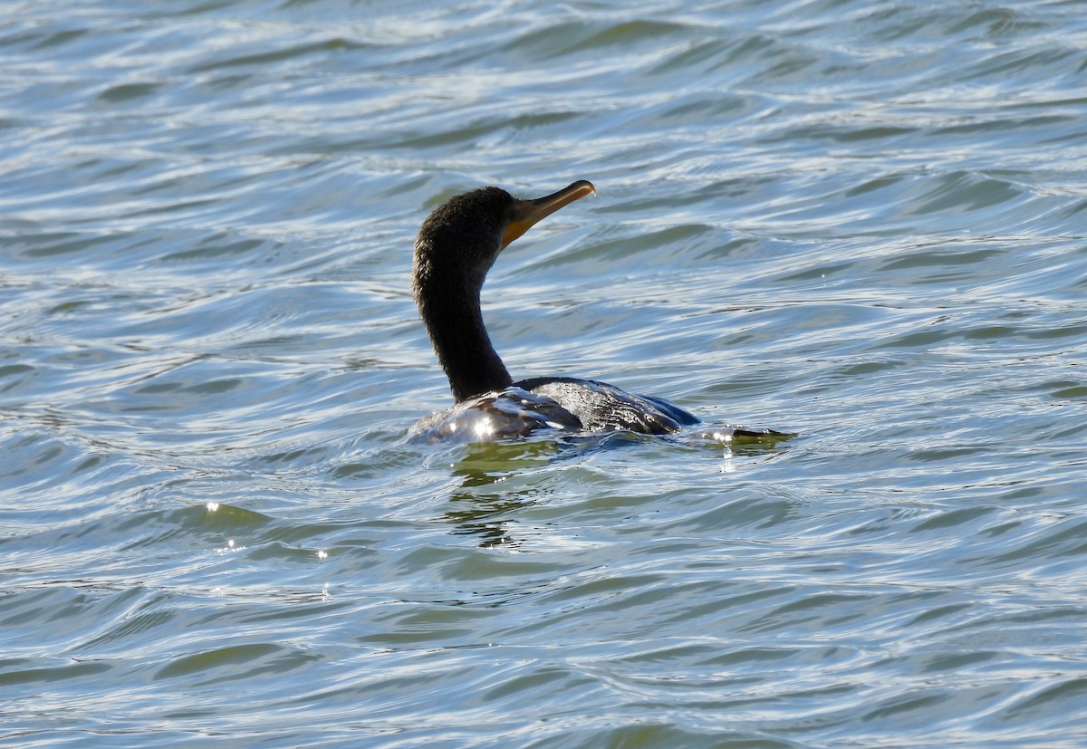 ミミヒメウ - ML644883300