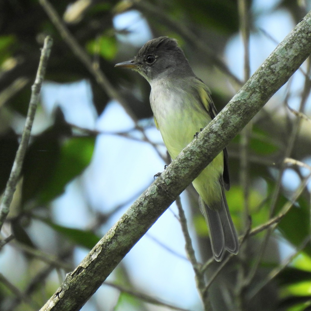 Yellow-bellied Elaenia - ML644883310
