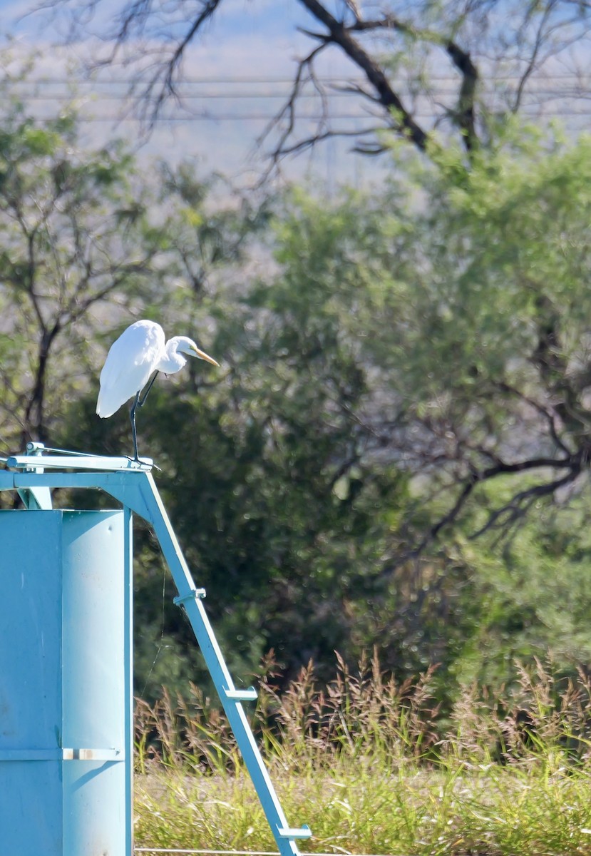 Great Egret - ML644883319