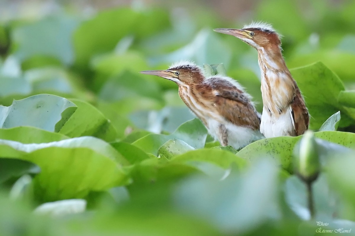 Least Bittern - ML644883320