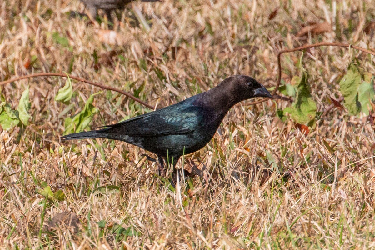 Коровий трупиал, буроголовый желтушник - ML644883324